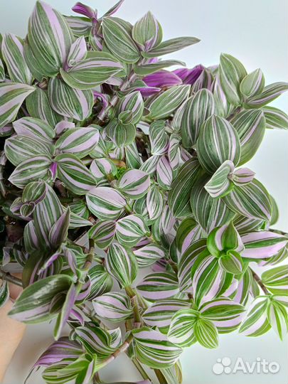 Традесканция albiflora Lilac