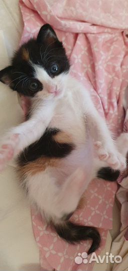 Котята без породы