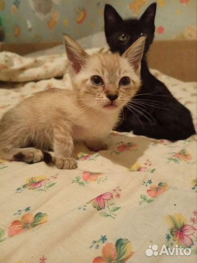 Котята