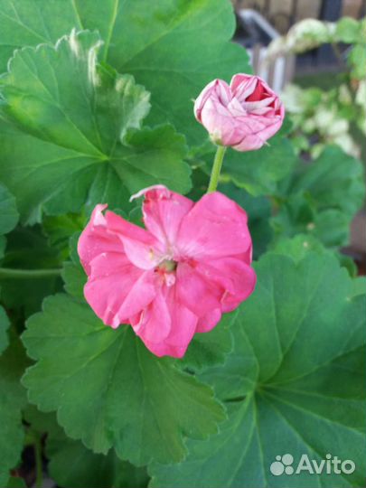 Пеларгония герань розебудная