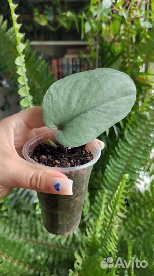 Сциндапсусы коллекционные