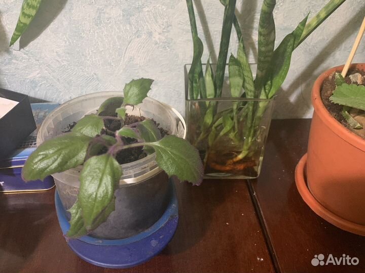 Рассада индийская мята