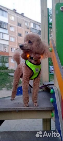 Пудель вязка