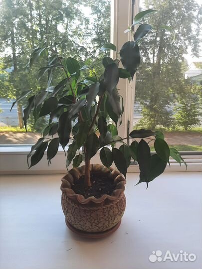 Фикус бенджамина