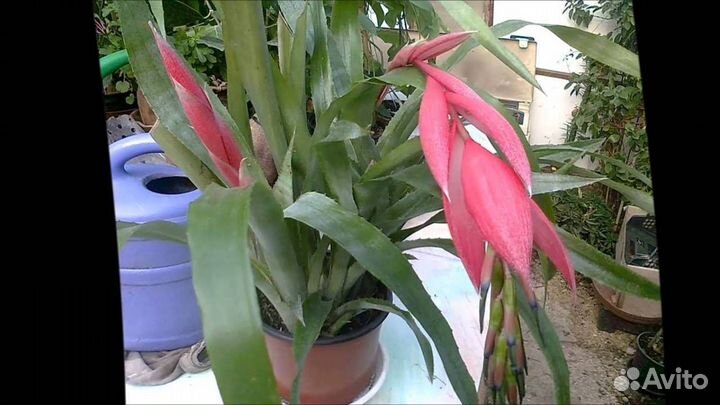 Бильбергия