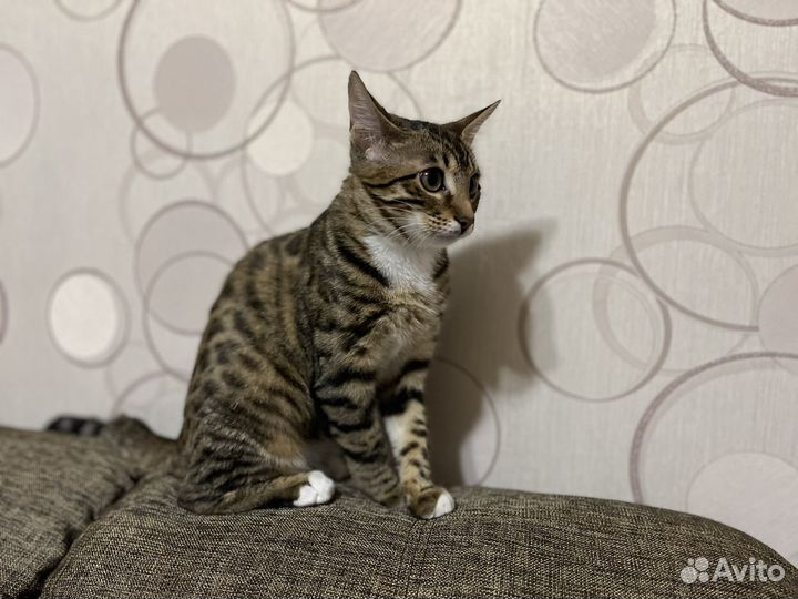 Кошка в добрые руки