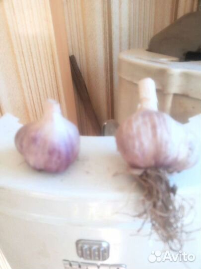 Чеснок на еду