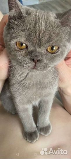 Отдам кота в добрые руки