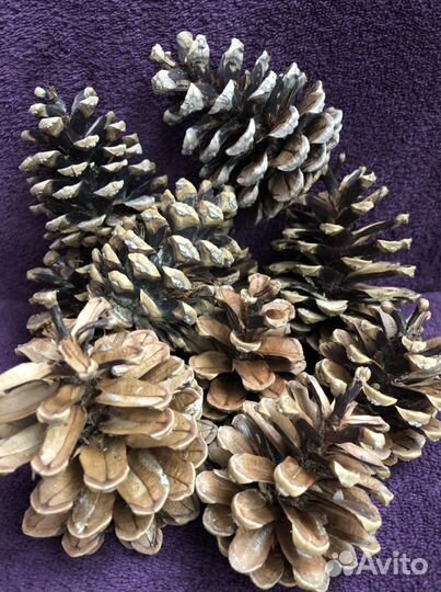 Шишки крымской сосны и кипариса