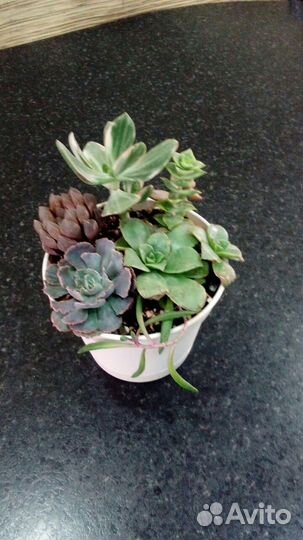 Кодиеум, Садик суккулентов