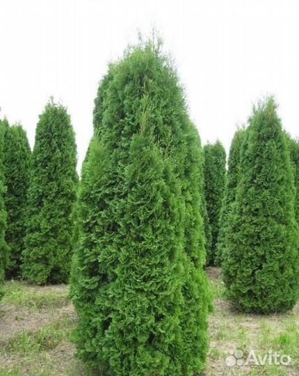 Туя Колумна