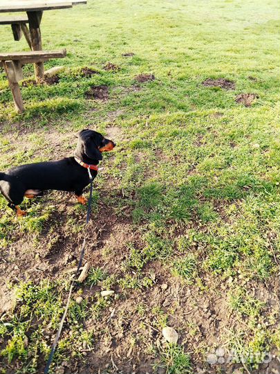 Кроличья такса