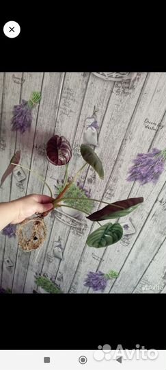 Алоказия ред секрет