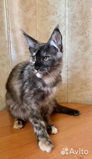 Мейн-кун девочка