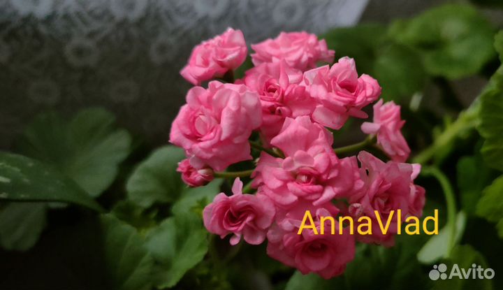 Пеларгонии сортовые