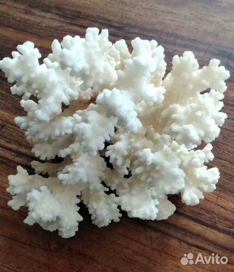 Коралл для интерьера или аквариума