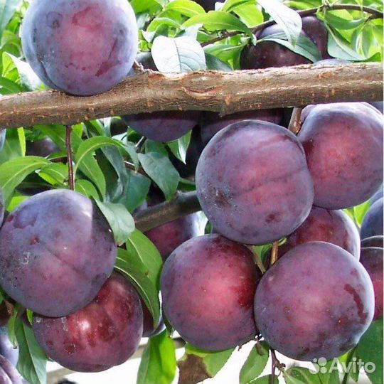 Диплоидная слива Глобус