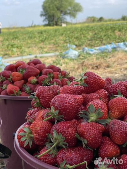 Клубника свежая и доставка