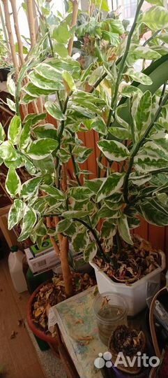 Педилантус, молочай