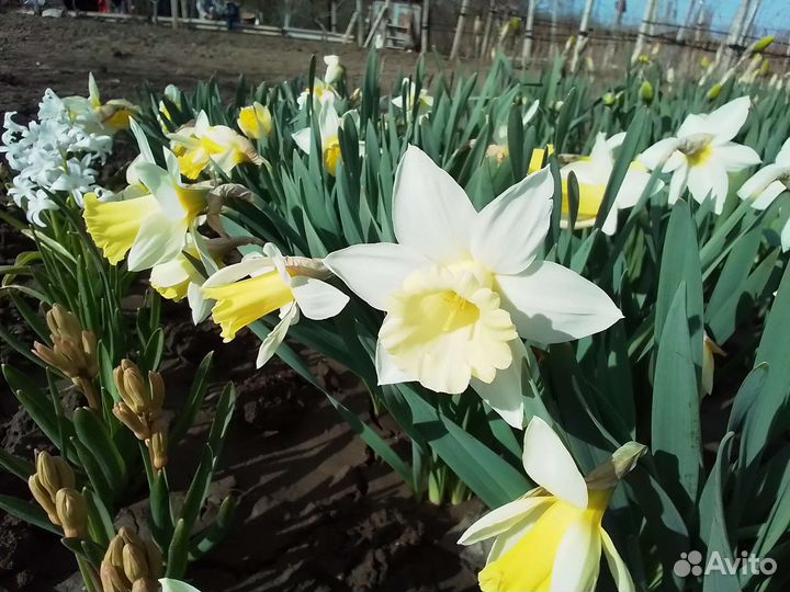 Луковицы нарциссов