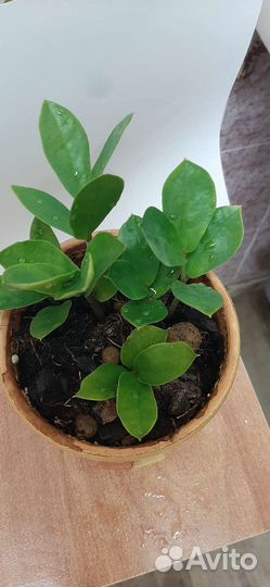 Замиокулькас