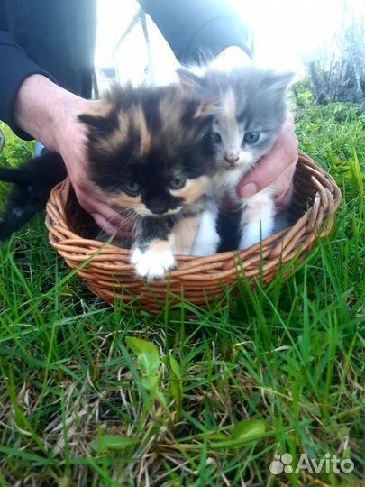Котята в добрые руки