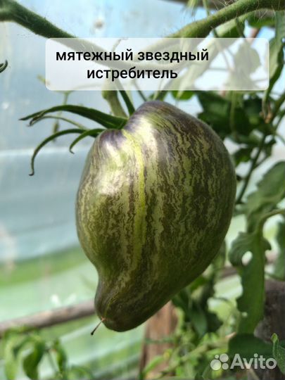 Семена коллекционных томатов