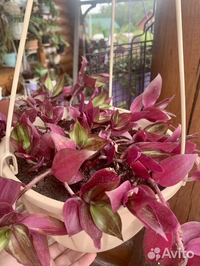 Псевдоэрантемум, педилантус и др