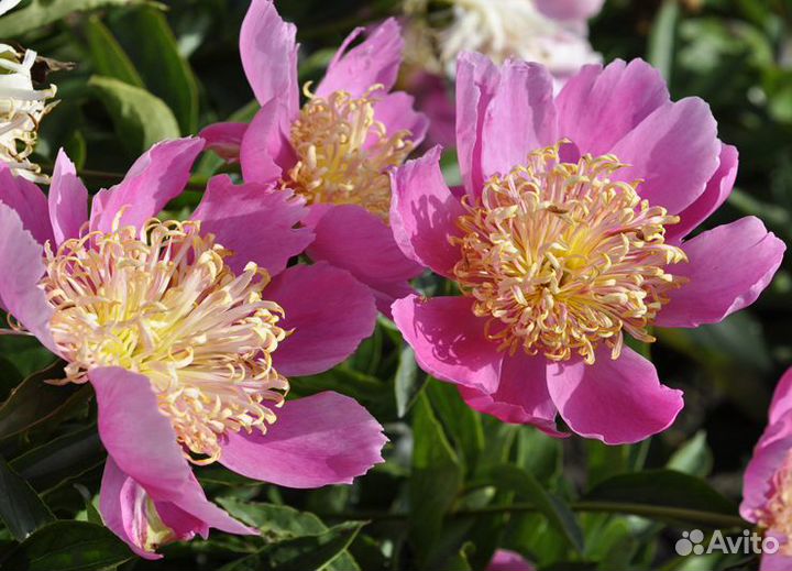 Пион Tom Eckhardt и другие пионы и многолетники