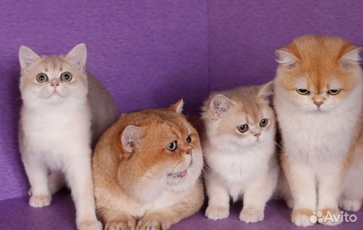 Солидный кот, для солидных господ