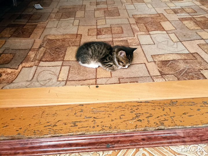 Котёнок, 2 месяца
