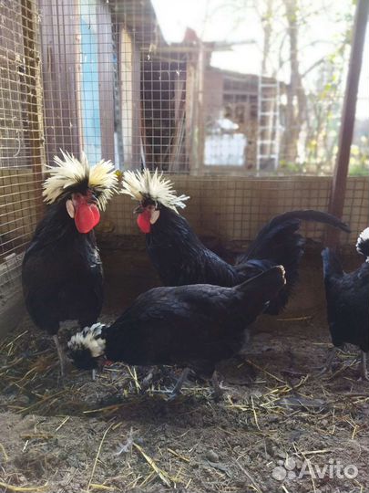 Карликовые кохинхины, Брама, Голландская, Фавероль