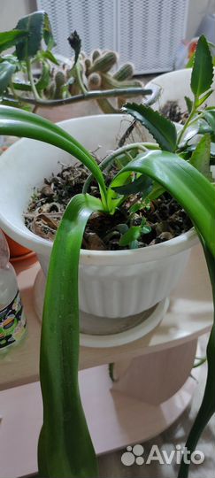 Комнатные растения цветы бесплатно