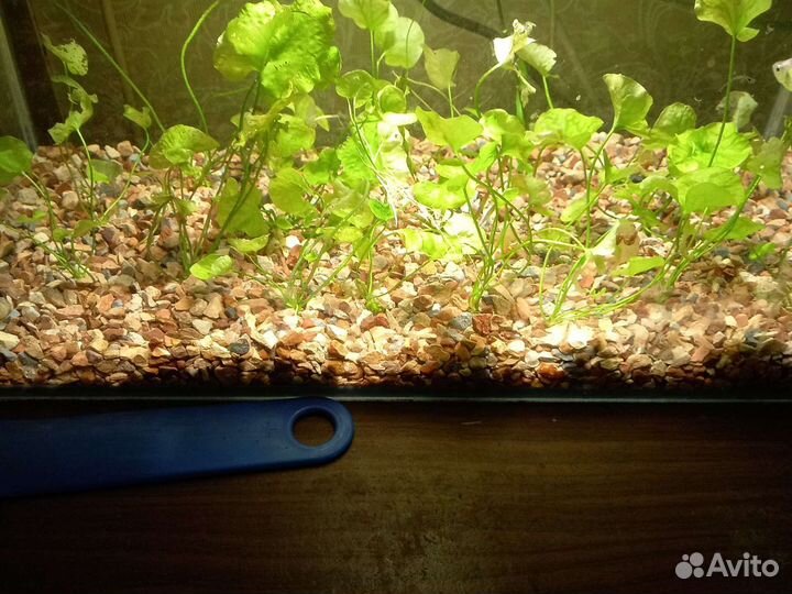 Растения для аквариума