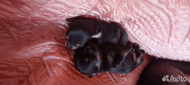 Щенки тойтерьера