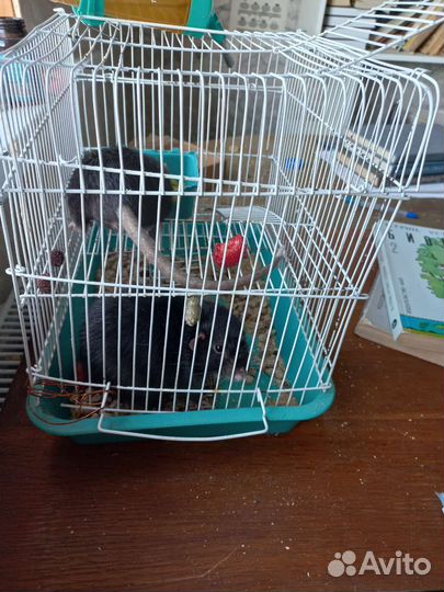 Крыссы с клеткой