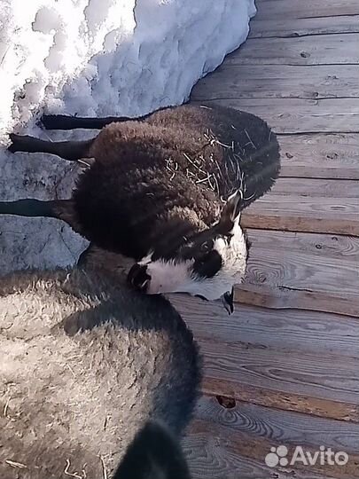 Романовские овцы, ягнята