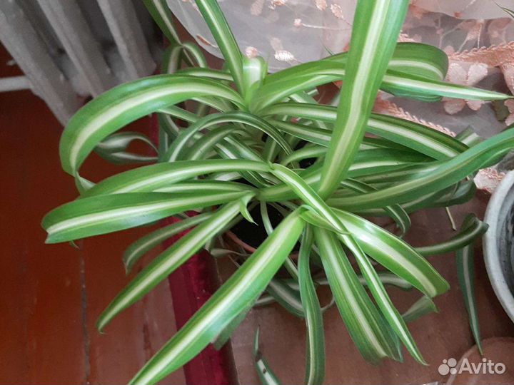 Хлорофитум кучерявый Бонни