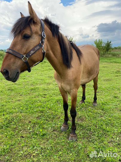 Башкирская кобыла