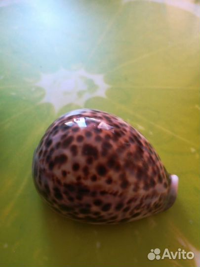 Морские ракушки раковины