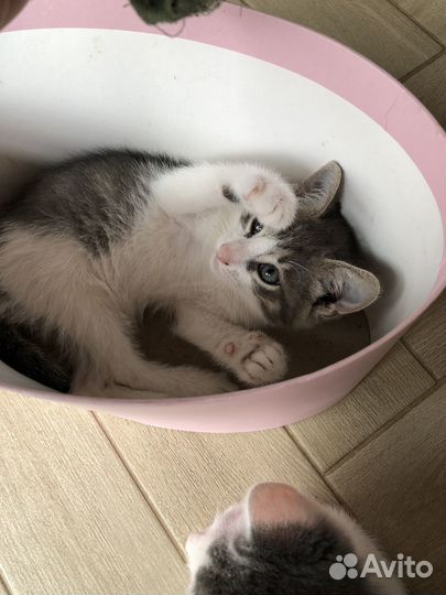 Котята в добрые руки