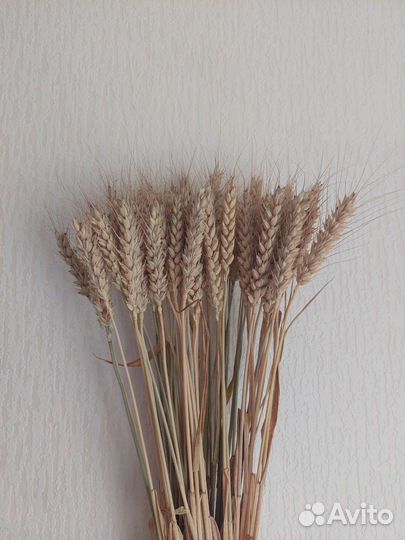 Сухоцветы пшеница