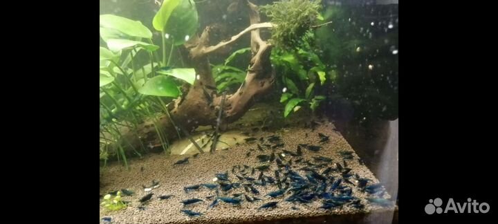 Креветки Blue dream