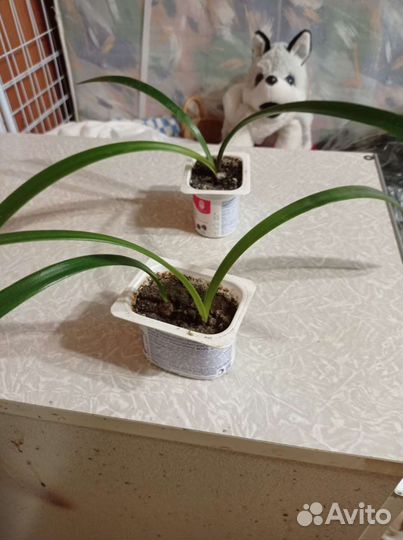 Гиппиаструм (амариллис)