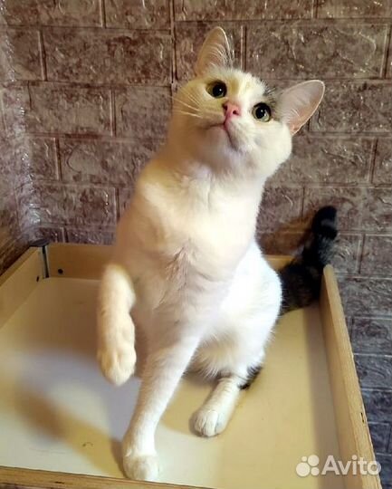 Молодой котик Гриша, в дар