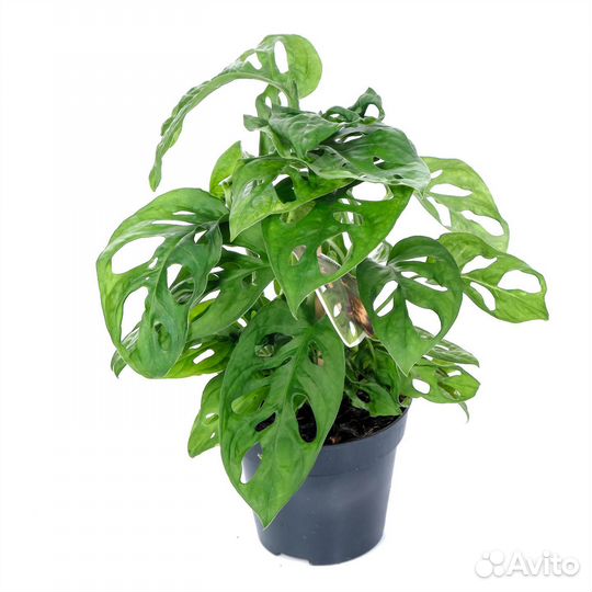 Растения для офиса