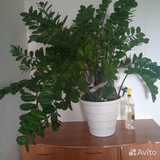 Замиокулькас (долларовое дерево)