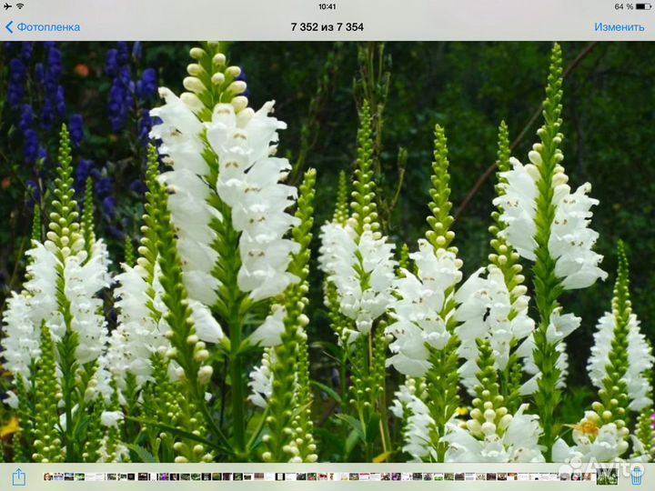 Многолетники