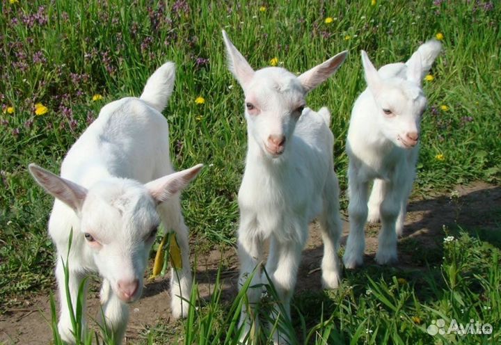 Зааненские племенные козлики