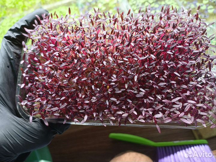 Амарант красный (микрозелень)